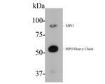 Myeloperoxidase Antibody in Western Blot (WB)