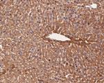 Glutamine Synthetase Antibody in Immunohistochemistry (Paraffin) (IHC (P))