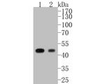 Glutamine Synthetase Antibody in Western Blot (WB)