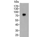 CD55 Antibody in Western Blot (WB)