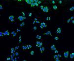 ALPL Antibody in Immunocytochemistry (ICC/IF)