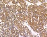 ALPL Antibody in Immunohistochemistry (Paraffin) (IHC (P))