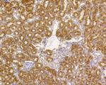 ALPL Antibody in Immunohistochemistry (Paraffin) (IHC (P))