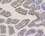 ALPL Antibody in Immunohistochemistry (Paraffin) (IHC (P))