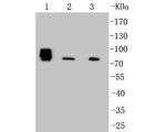 ALPL Antibody in Western Blot (WB)