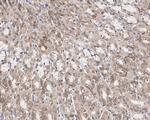 ERK1/ERK2 Antibody in Immunohistochemistry (Paraffin) (IHC (P))