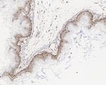 ERK1/ERK2 Antibody in Immunohistochemistry (Paraffin) (IHC (P))