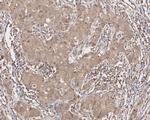 ERK1/ERK2 Antibody in Immunohistochemistry (Paraffin) (IHC (P))