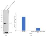 Cyclin D1 Antibody in Western Blot (WB)