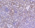 IkB alpha Antibody in Immunohistochemistry (Paraffin) (IHC (P))