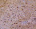 IkB alpha Antibody in Immunohistochemistry (Paraffin) (IHC (P))