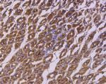 IkB alpha Antibody in Immunohistochemistry (Paraffin) (IHC (P))