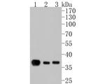 IkB alpha Antibody in Western Blot (WB)