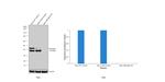 IkB alpha Antibody in Western Blot (WB)