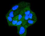 STAT6 Antibody in Immunocytochemistry (ICC/IF)