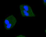 Phospho-JAK2 (Tyr1007, Tyr1008) Antibody in Immunocytochemistry (ICC/IF)