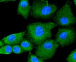 JAK2 Antibody in Immunocytochemistry (ICC/IF)