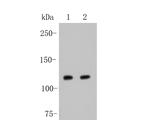 JAK2 Antibody in Western Blot (WB)