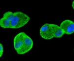 SMAD1 Antibody in Immunocytochemistry (ICC/IF)