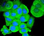 SMAD1 Antibody in Immunocytochemistry (ICC/IF)