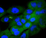 Phospho-GSK3 alpha/beta (Tyr216, Tyr279) Antibody in Immunocytochemistry (ICC/IF)