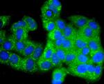 Phospho-GSK3 alpha/beta (Tyr216, Tyr279) Antibody in Immunocytochemistry (ICC/IF)