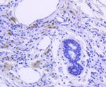 Phospho-GSK3 alpha/beta (Tyr216, Tyr279) Antibody in Immunohistochemistry (Paraffin) (IHC (P))