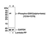 Phospho-GSK3 alpha/beta (Tyr216, Tyr279) Antibody in Western Blot (WB)