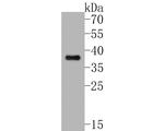 Phospho-IkB alpha (Ser32) Antibody in Western Blot (WB)