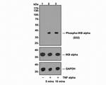 Phospho-IkB alpha (Ser32) Antibody in Western Blot (WB)