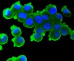 S100B Antibody in Immunocytochemistry (ICC/IF)