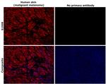 S100B Antibody in Immunohistochemistry (Paraffin) (IHC (P))