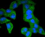 Phospho-PDGFRB (Tyr740) Antibody in Immunocytochemistry (ICC/IF)