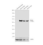 HA Tag Antibody in Western Blot (WB)