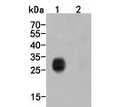 HA Tag Antibody in Western Blot (WB)