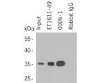 HA Tag Antibody in Western Blot (WB)