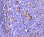 Phospho-Chk1 (Ser296) Antibody in Immunohistochemistry (Paraffin) (IHC (P))