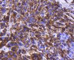 Phospho-Chk1 (Ser296) Antibody in Immunohistochemistry (Paraffin) (IHC (P))