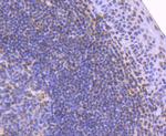 Histone H2B Antibody in Immunohistochemistry (Paraffin) (IHC (P))