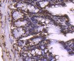 Histone H2B Antibody in Immunohistochemistry (Paraffin) (IHC (P))