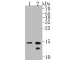 Histone H2B Antibody in Western Blot (WB)