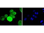 Phospho-EGFR (Tyr1068) Antibody in Immunocytochemistry (ICC/IF)