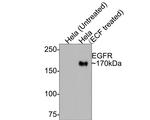 Phospho-EGFR (Tyr1068) Antibody in Western Blot (WB)