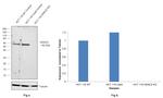 HDAC2 Antibody