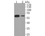 HDAC2 Antibody in Western Blot (WB)