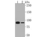 STAT5 beta Antibody in Western Blot (WB)