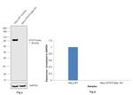 STAT5 beta Antibody in Western Blot (WB)