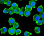 Argonaute 3 Antibody in Immunocytochemistry (ICC/IF)