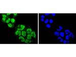 Argonaute 3 Antibody in Immunocytochemistry (ICC/IF)