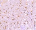 Argonaute 3 Antibody in Immunohistochemistry (Paraffin) (IHC (P))